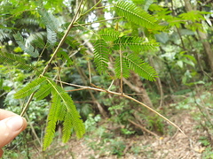 Cladoxerus cryphaleus