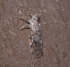 Melanoliarus placitus