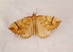 Eulithis mellinata