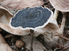 Sanguinoderma rugosum