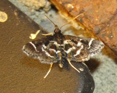 Diasemiodes janassialis