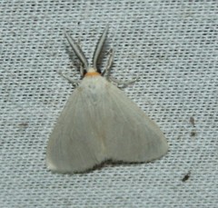 Neoplynes eudora