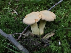 Cantharellus flavolateritius