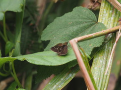 Caltoris cahira austeni