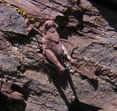 Trimerotropis occidentalis