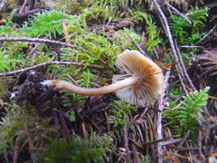 Pseudolaccaria pachyphylla