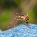 Aedes camptorhynchus - Photo (c) Belinda Copland, algunos derechos reservados (CC BY-NC), uploaded by Belinda Copland