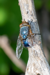 Calliphora dubia