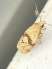Cochylis caulocatax