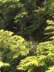 Dendragapus fuliginosus