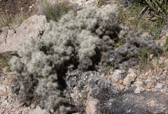 Cylindropuntia multigeniculata