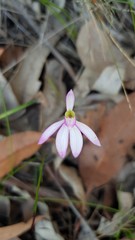 Caladenia picta