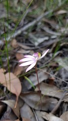 Caladenia picta