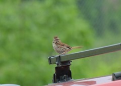 Melospiza melodia image