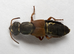 Staphylinus caesareus