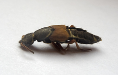 Staphylinus caesareus