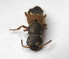 Staphylinus caesareus