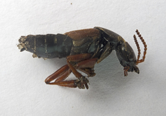 Staphylinus caesareus