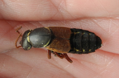 Staphylinus caesareus