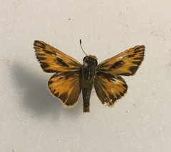 Hylephila phyleus phyleus