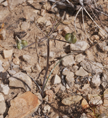 Androstephium breviflorum