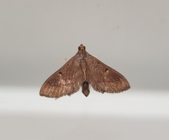 Almonia