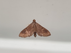 Almonia