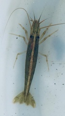 Australatya striolata