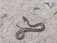 Crotalus simus