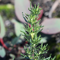 Prostanthera teretifolia