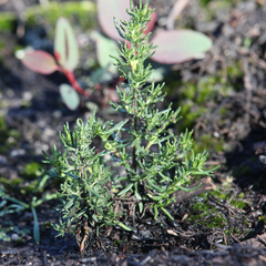 Prostanthera teretifolia