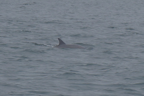 Tursiops erebennus