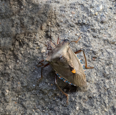 Pentatoma rufipes