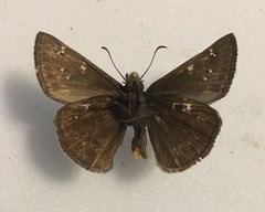Erynnis telemachus
