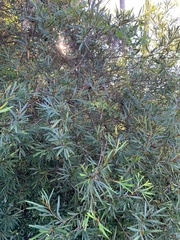 Grevillea venusta