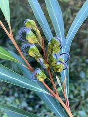 Grevillea venusta