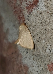 Tortricidia pallida