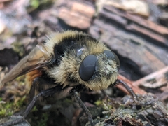 Oestrinae