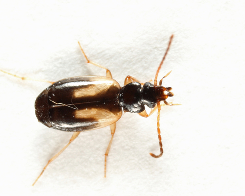 Yellow-zoned Harp Ground Beetle