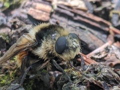 Oestrinae