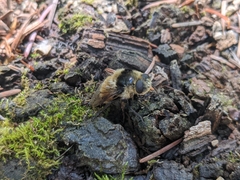 Oestrinae