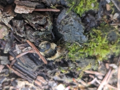 Oestrinae