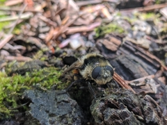 Oestrinae