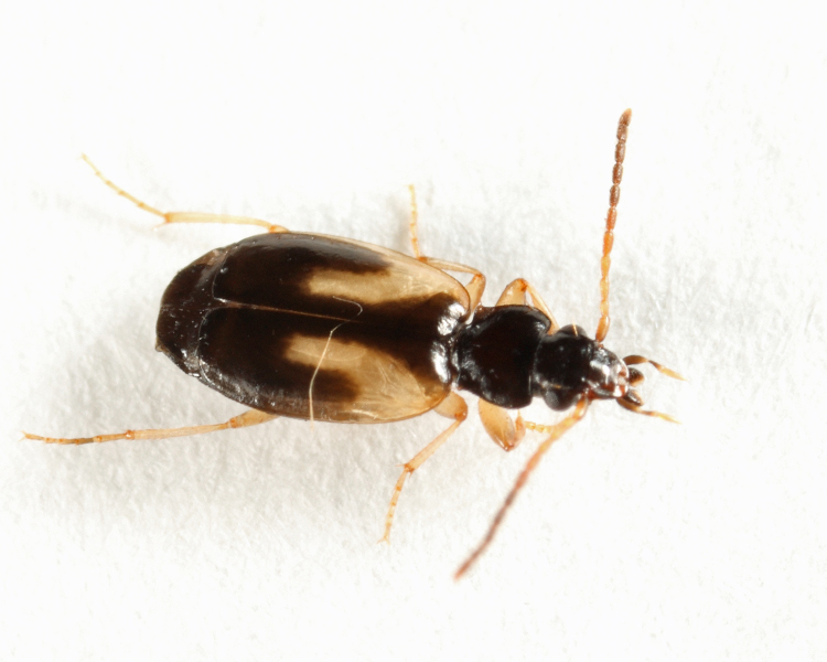 Axinopalpus biplagiatus