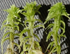 Sphagnum fallax