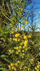 Acacia elongata