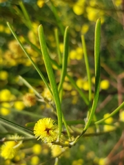 Acacia elongata