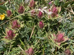 Castilleja rhexiifolia