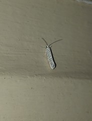 Yponomeuta multipunctella