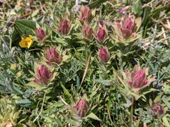Castilleja rhexiifolia